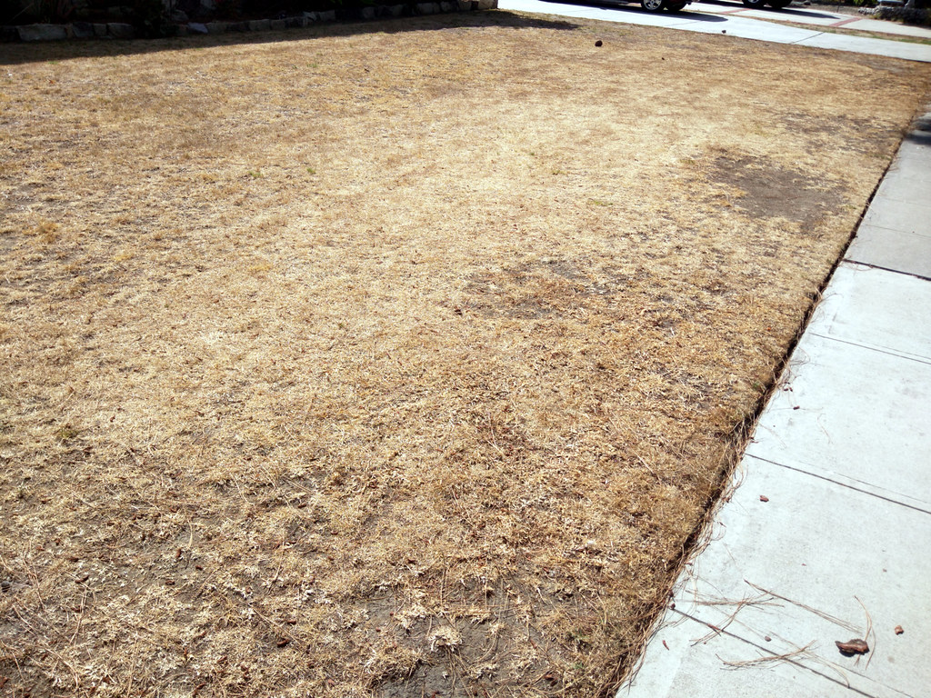 Choosing the Right Drought-Resistant Grass for Your Wisconsin Yard - lawn care tips lawn care