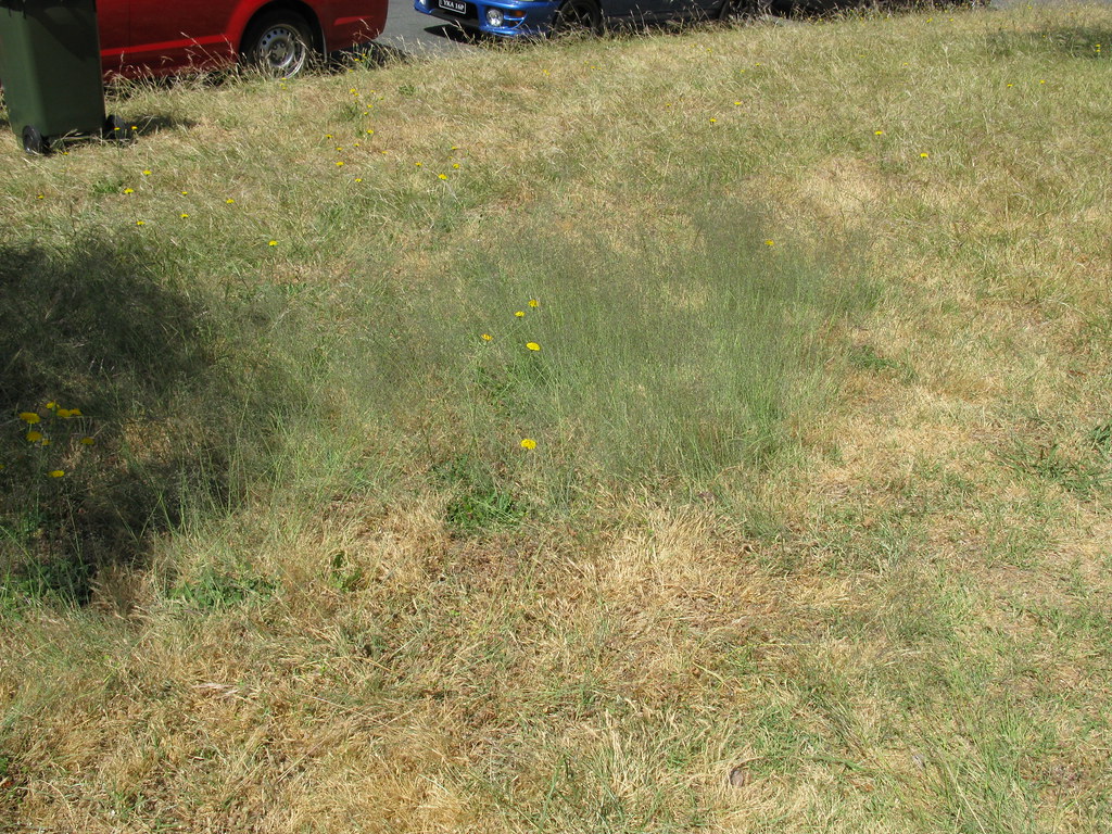 Watering lawn grass for lawn care tips