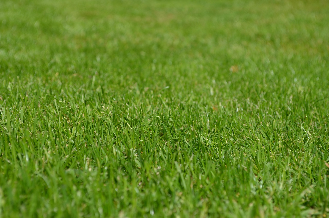 Fertilizing lawn grass for seasonal care