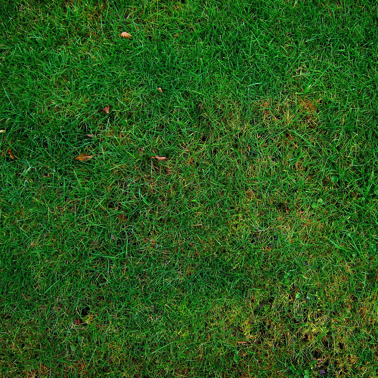 Troubleshooting: What If I Don’t See Results? - weed control lawn care