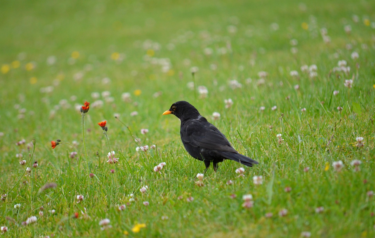 Types of Clover for Lawns: Choosing the Right Variety - lawn care tips lawn care