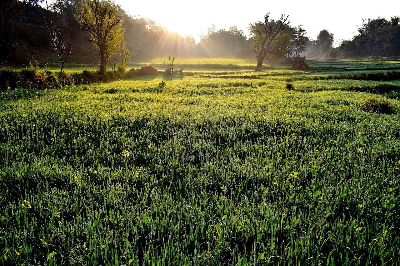 Understanding Scotts Weed and Feed: Product Overview & Types - weed control lawn care