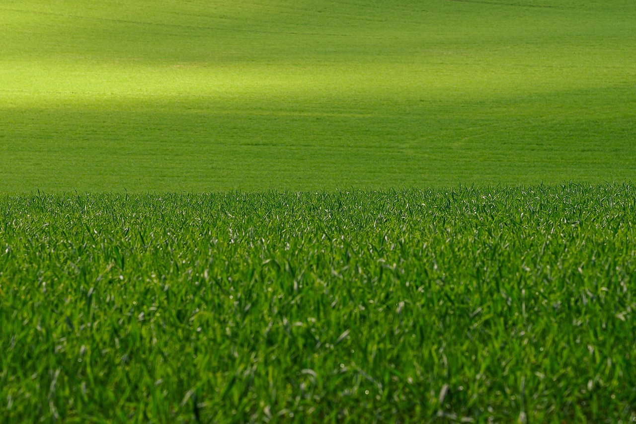 Understanding Bermuda Grass Green-Up: The Science Behind the Color Change - lawn care tips lawn care