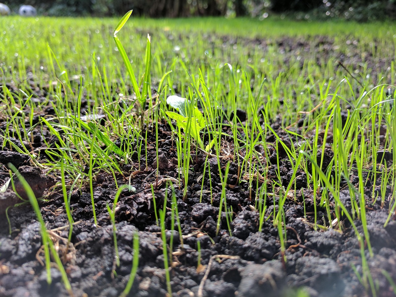 When Do You Need Methylated Seed Oil? (MSO) - seeding/overseeding & establishment lawn care