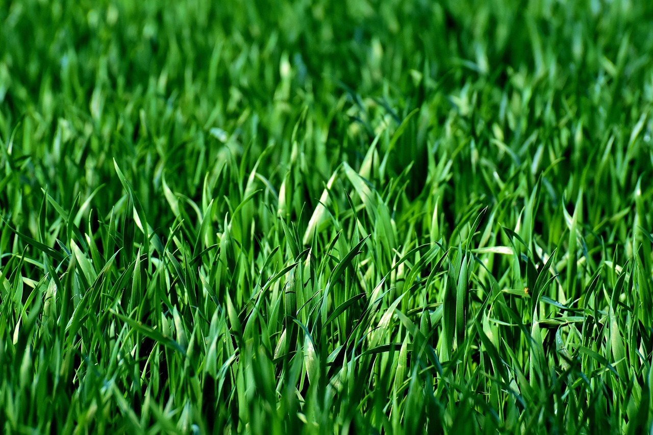 Lawn fertilizer being applied to grass