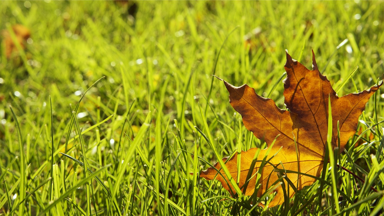 Mower Maintenance Habits That Quietly Destroy Lawns