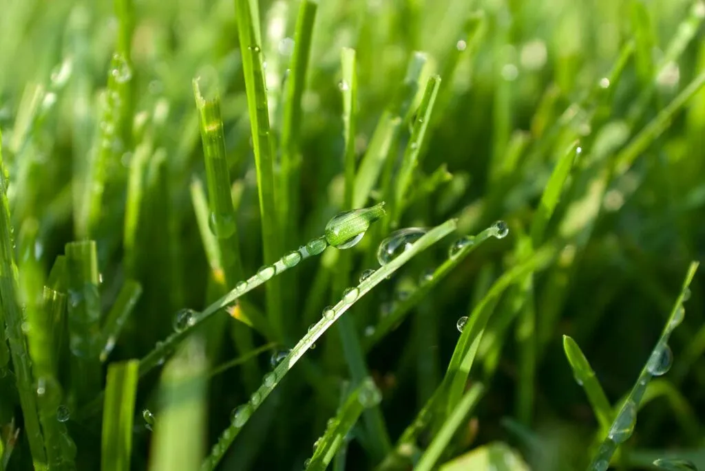 Master Lawn Care of Duluth Inc in Duluth, MN
