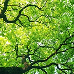 Scott Harrington Landscape and Tree Service, LLC logo