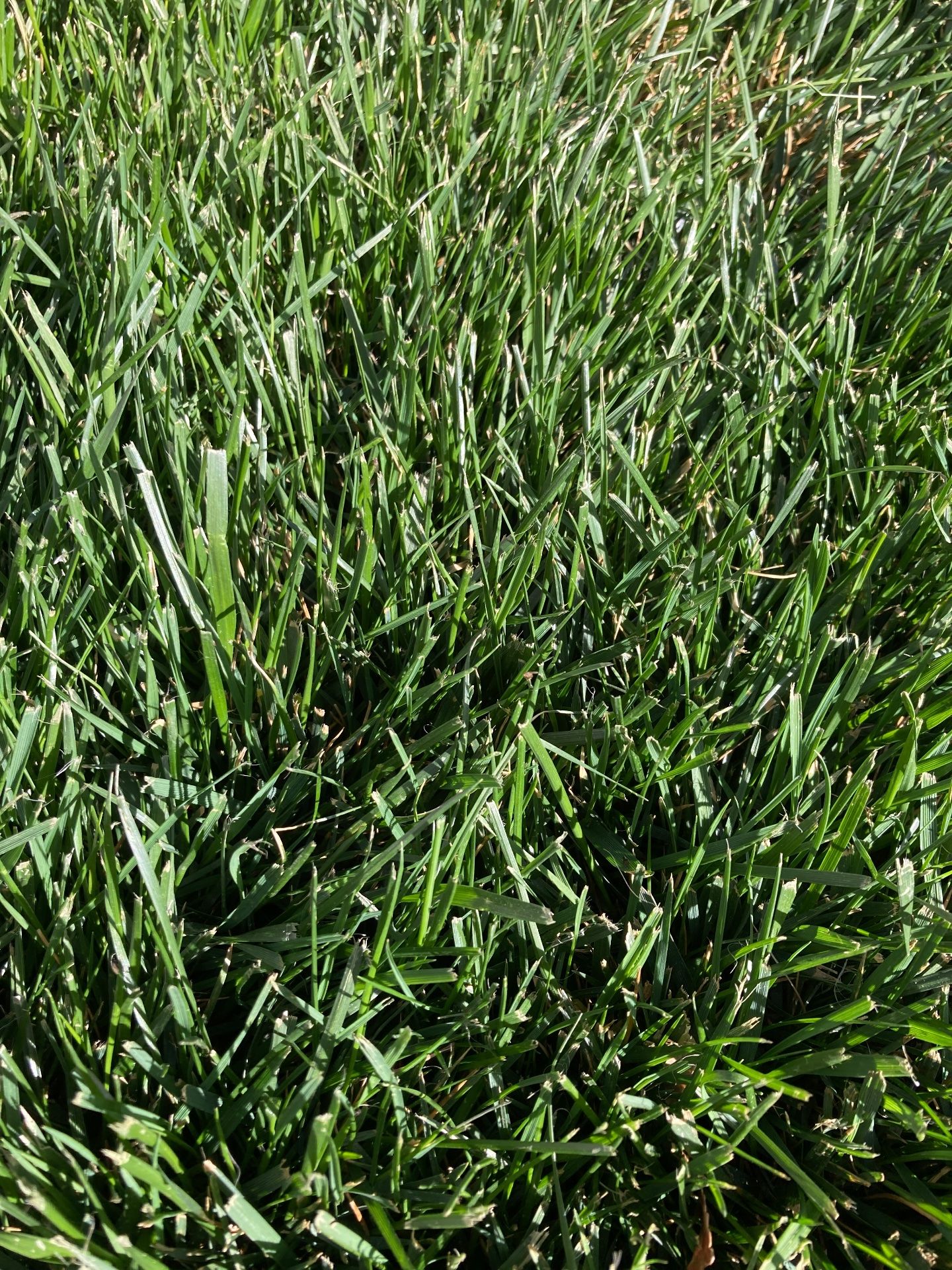 Your grass photo